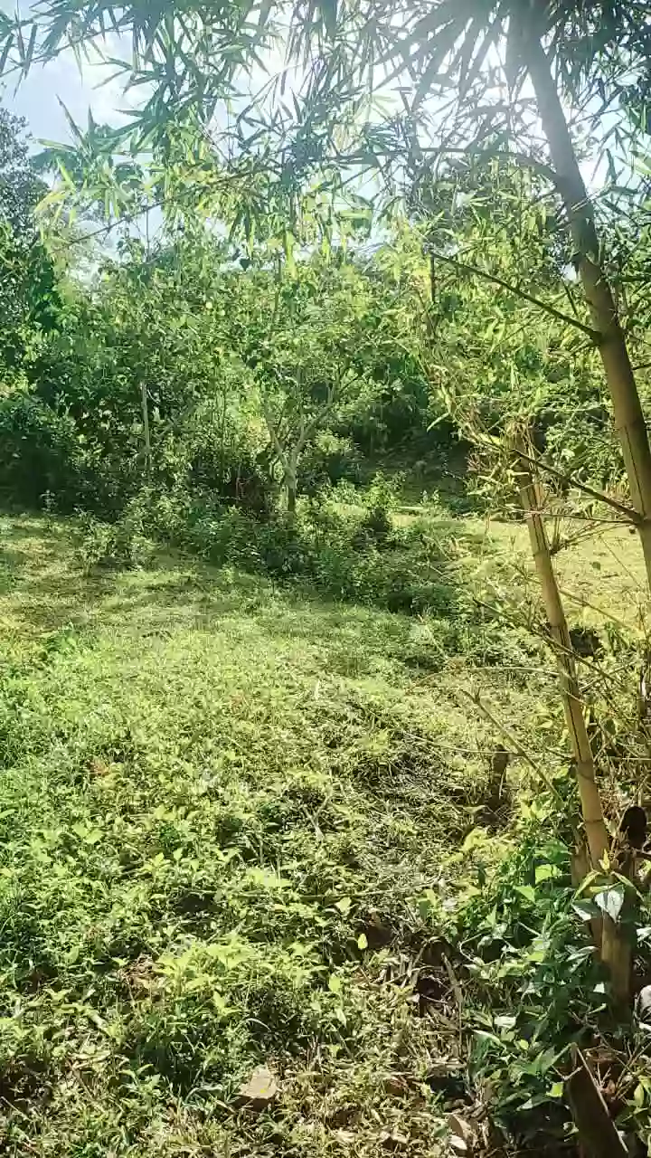 Open photo 13 of 13 — For Sale: Agricultural Lot in Bacungan, Puerto Princesa City — 45000 sqm