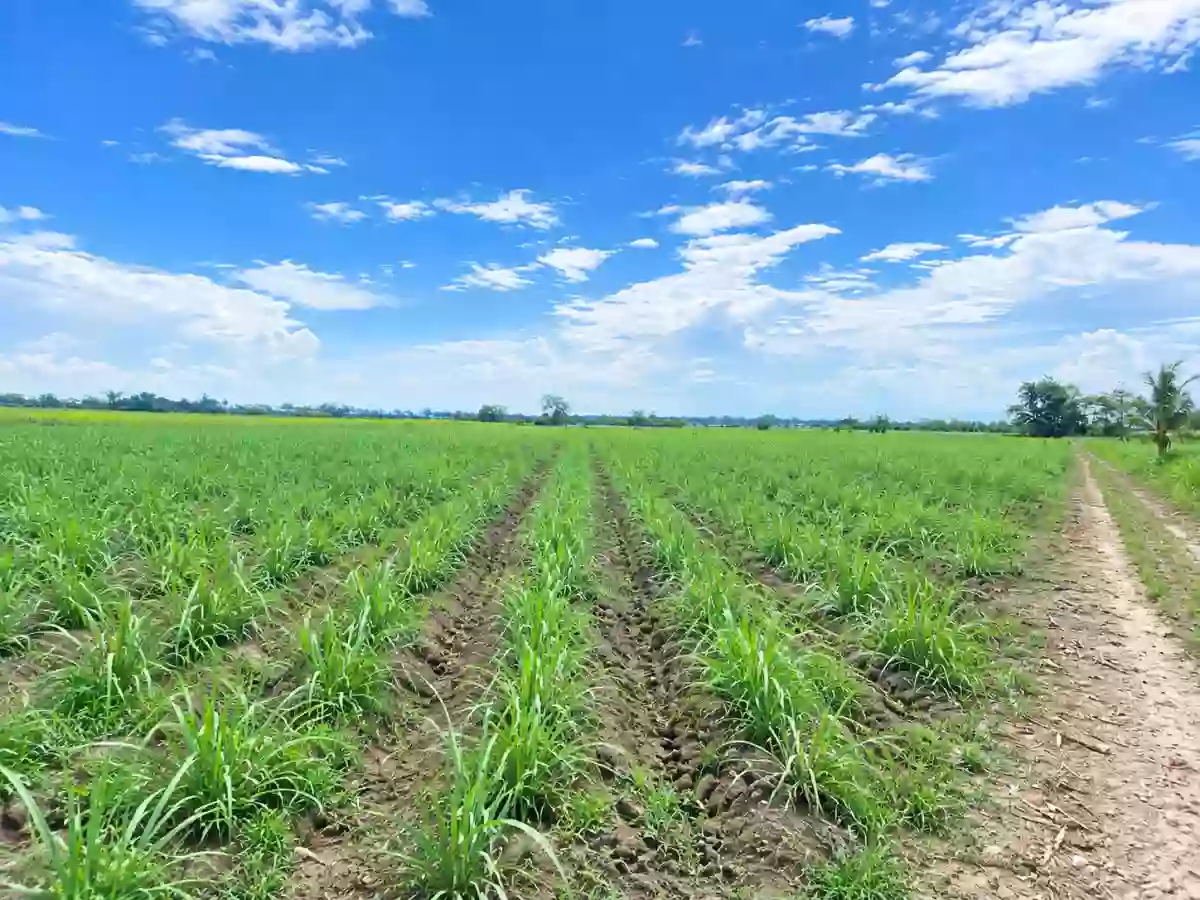 FOR SALE: Agricultural Lot in Eustaquio Lopez, Silay City — 1 Hectare
