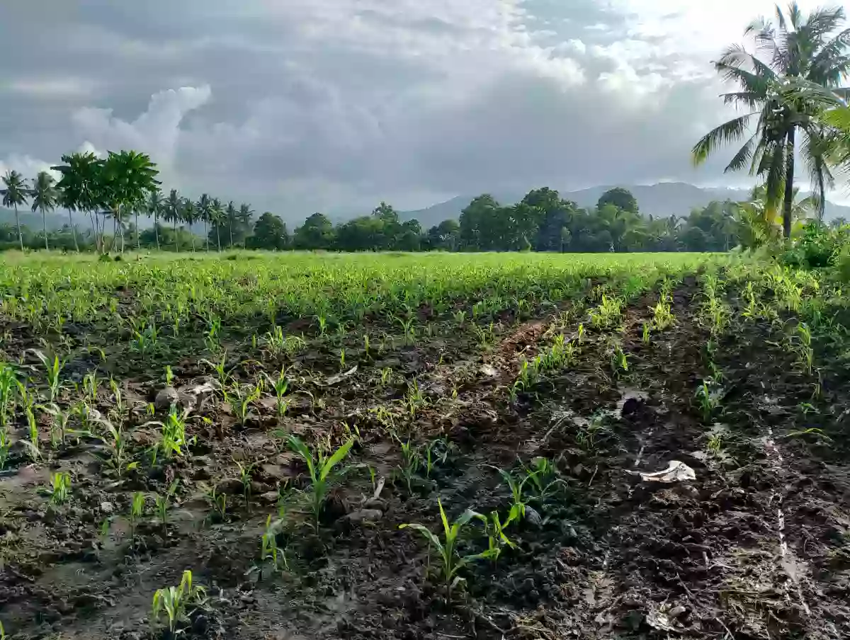 For Sale: 10400 sqm Agricultural Lot in Rubber, Polomolok — Agricultural Lot in Polomolok, South Cotabato, 9504 — Photo 3