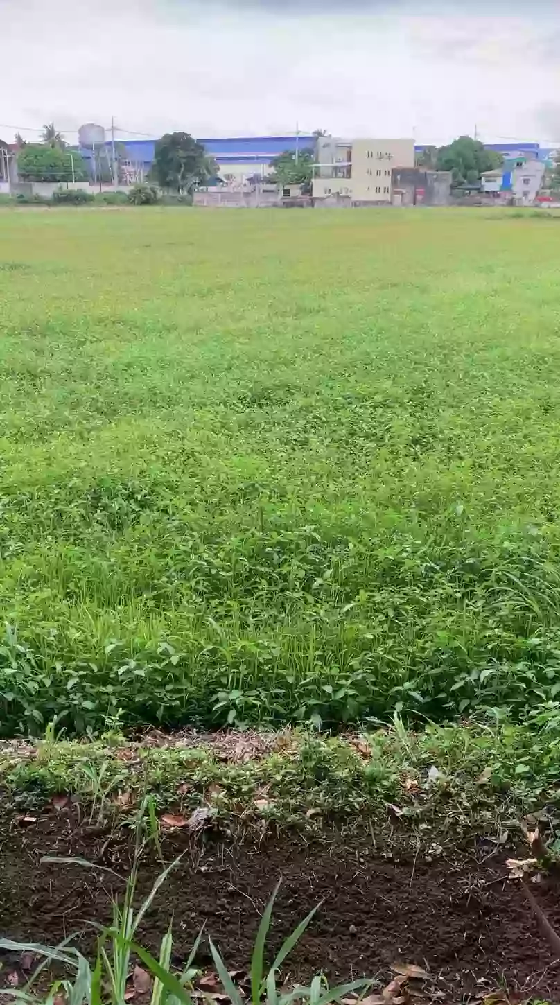 For Sale 11,851 sqm. Agricultural Lot — Agricultural Lot in Plaridel, Bulacan, 3004 — Photo 6