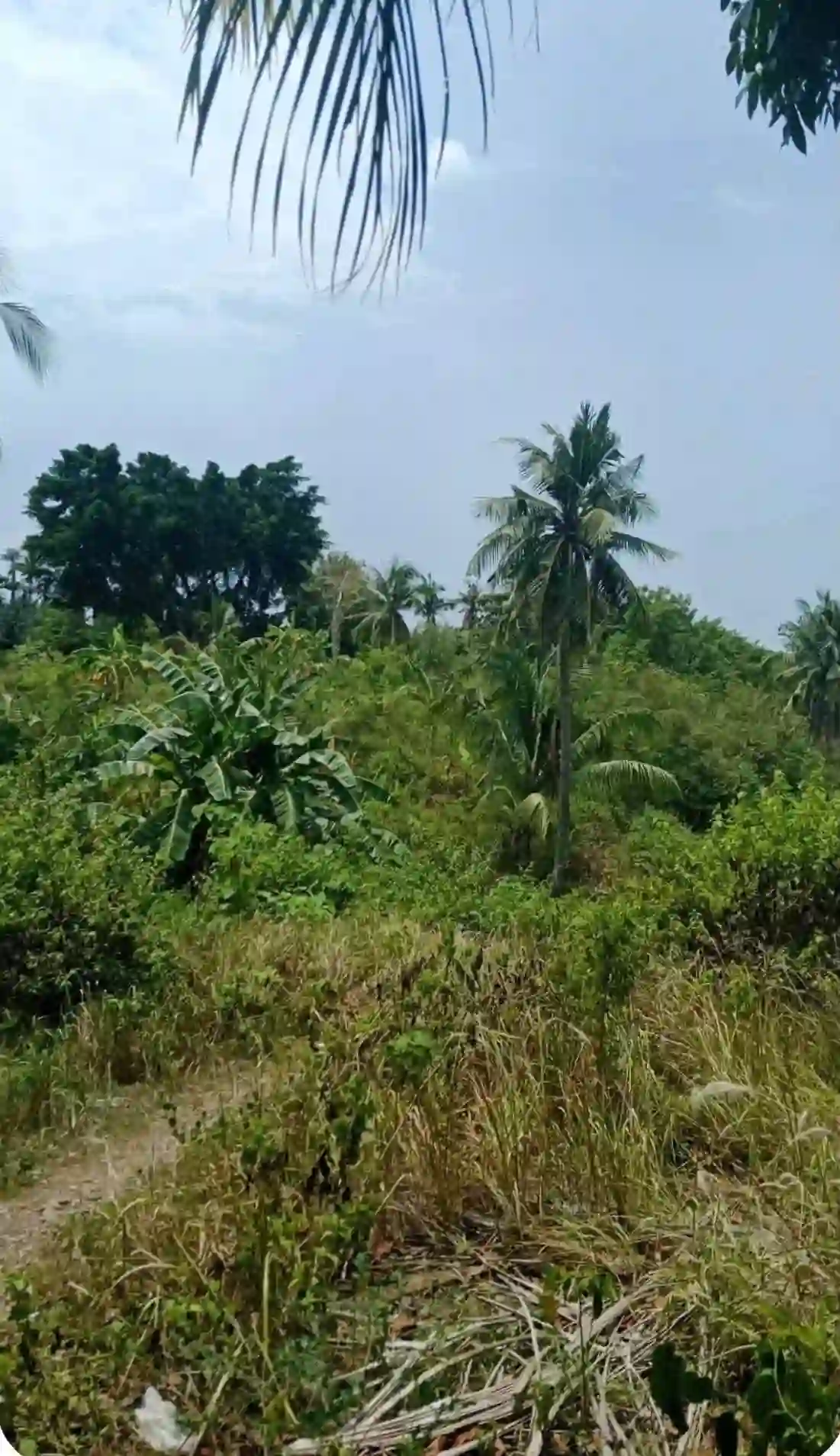 For Sale: Beach Lot in Bogo, Argao, Cebu — 4430 sqm