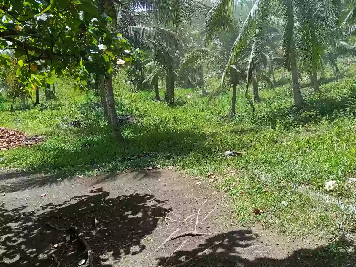 Farm lot for sale