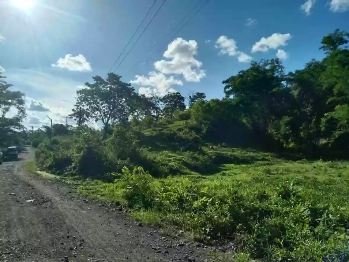 For Sale: Agricultural Lot in Casisang, Malaybalay — 1099 sqm — Agricultural Lot in Malaybalay, Bukidnon, 8700 — Photo 4
