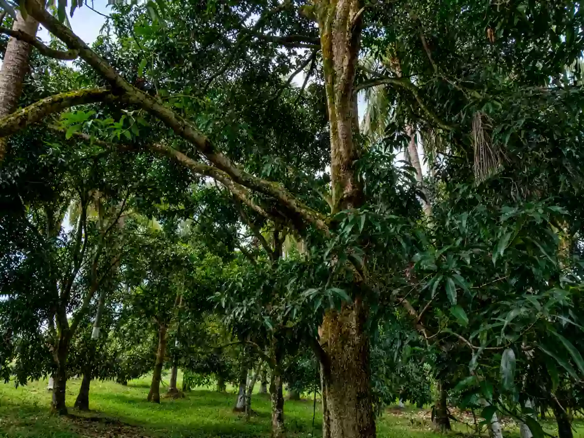 For Sale: Agricultural Lot in Matti, Digos — 40000 sqm along road — Agricultural Lot in Digos, Davao del Sur, 8002 — Photo 6