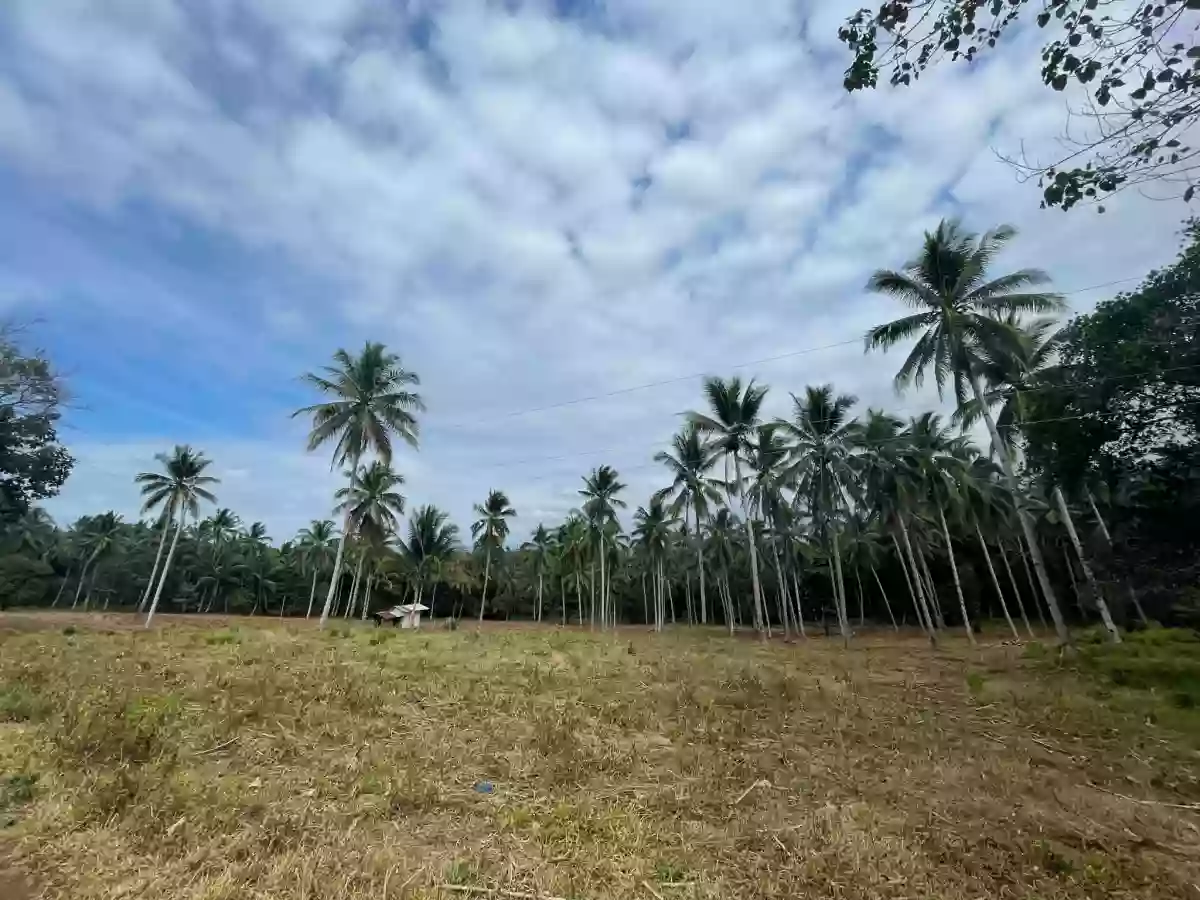 TIGNAPOLOAN FARM FOR SALE — Agricultural Lot in Cagayan de Oro City, Misamis Oriental, 9000 — Photo 2