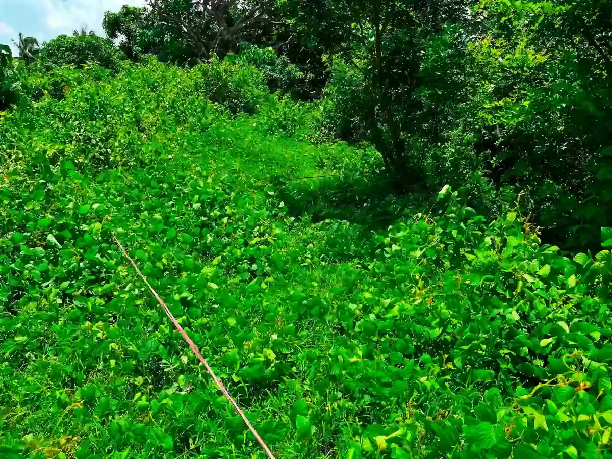 For Sale: 300 sqm Lot in Banaba Lejos, Indang — Agricultural Lot in Indang, Cavite, 4122 — Photo 3