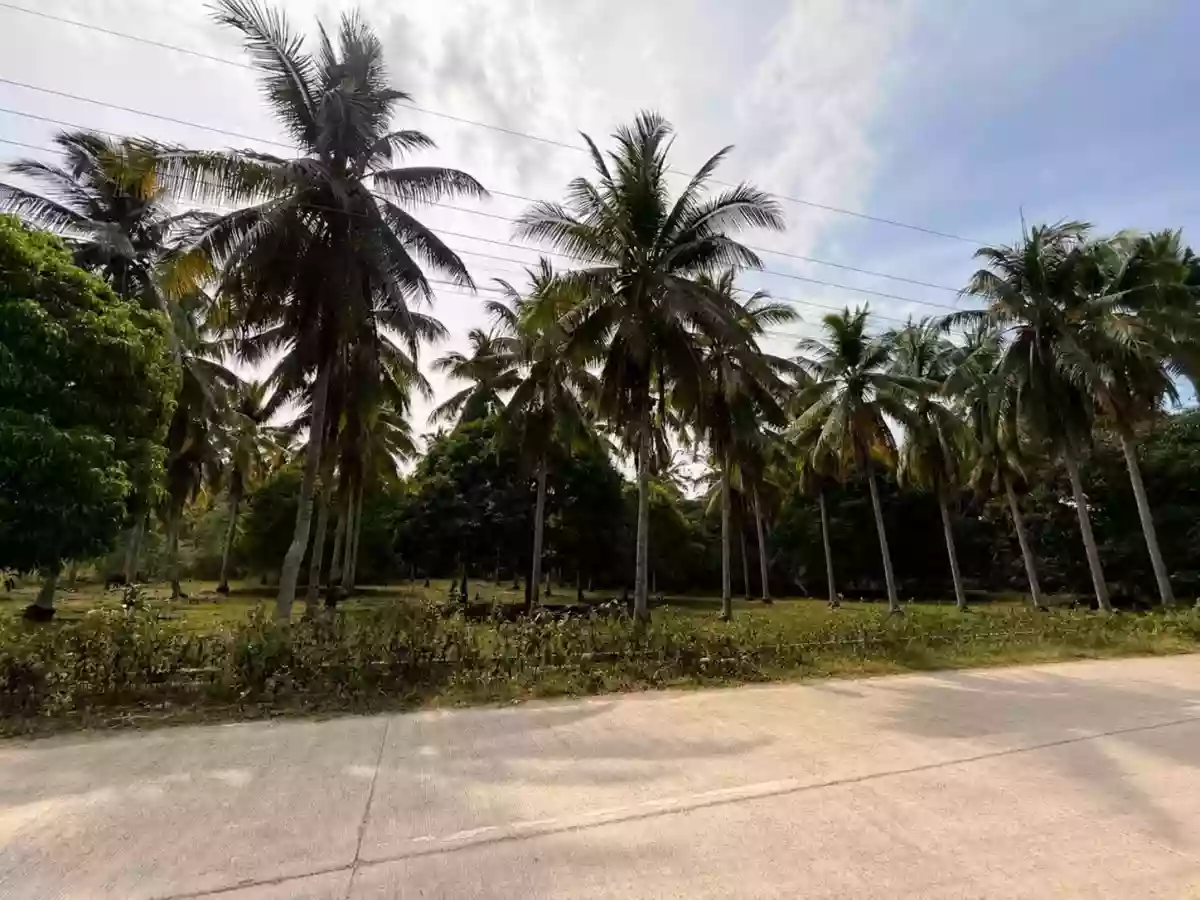 FOR SALE: Agricultural Lot Near Samal Beaches, San Remigio, Samal — 42000 sqm — Agricultural Lot in Samal, Davao del Norte, 8119 — Photo 6