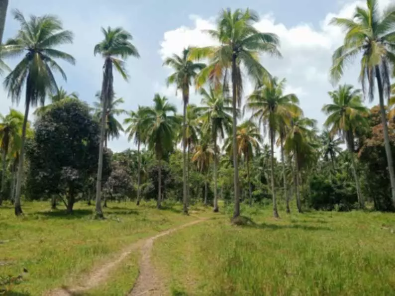 FARM LOT FOR SALE