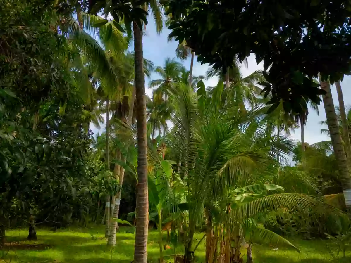 For Sale: Agricultural Lot in Matti, Digos — 40000 sqm along road — Agricultural Lot in Digos, Davao del Sur, 8002 — Photo 2