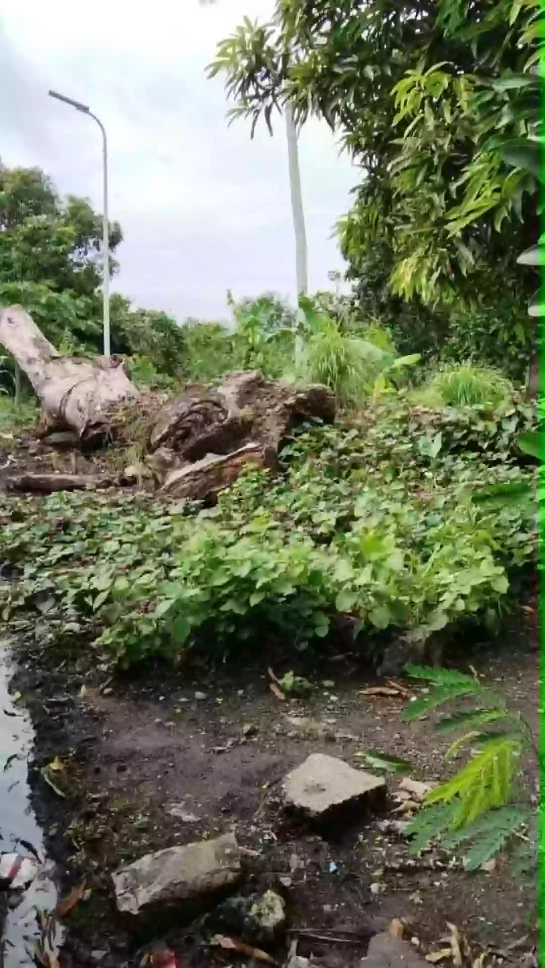 Agricultural Lot For Sale — Agricultural Lot in San Vicente, Pamplona, Camarines Sur — Photo 3