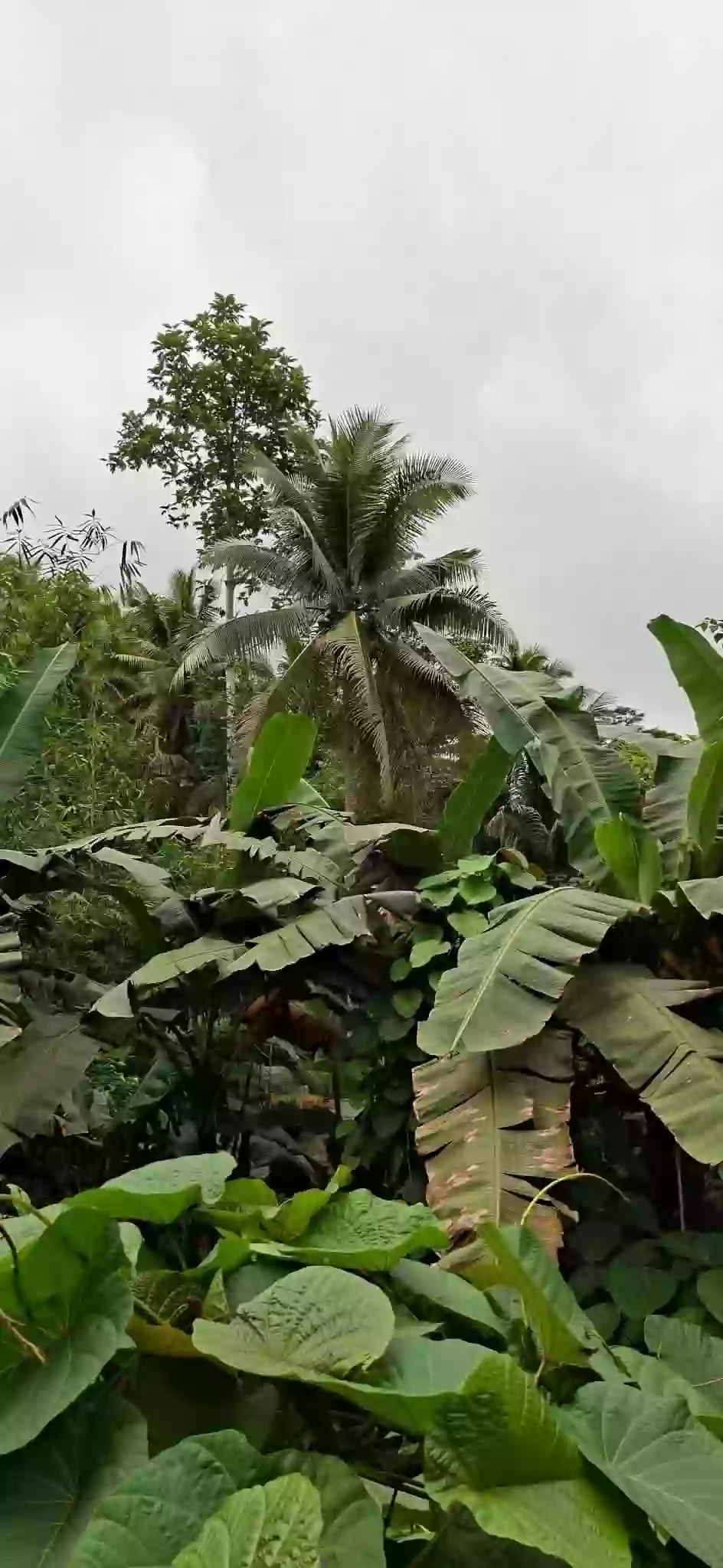 For SALE Agricultural Lot Near Pianing Elementary School, Butuan City — 16914 sqm — Agricultural Lot in Pianing, Butuan City, Agusan del Norte — Photo 4