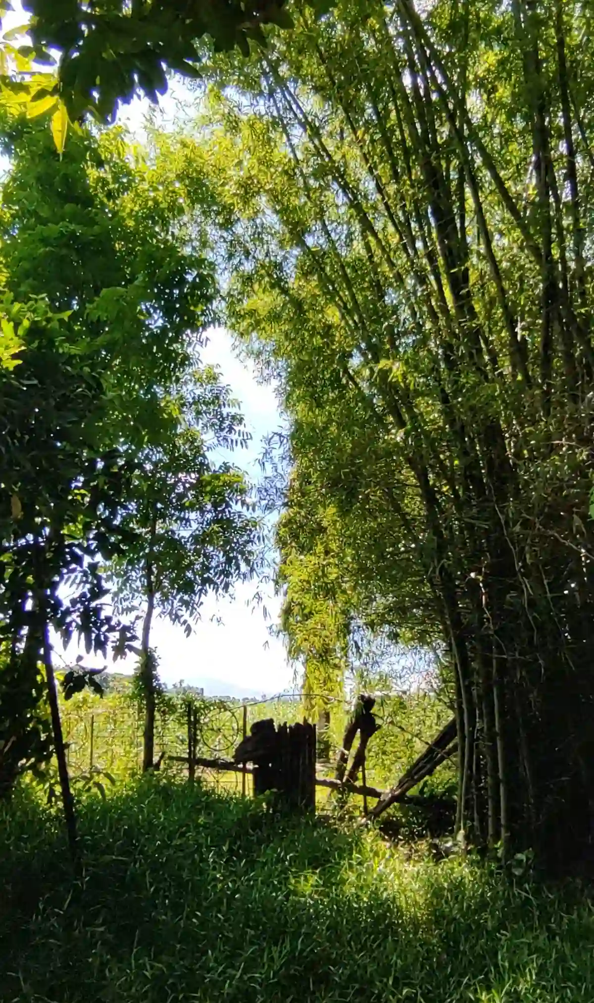 Open photo 12 of 13 — For Sale: Agricultural Lot in Eustaquio Lopez, Silay City — 34240 sqm