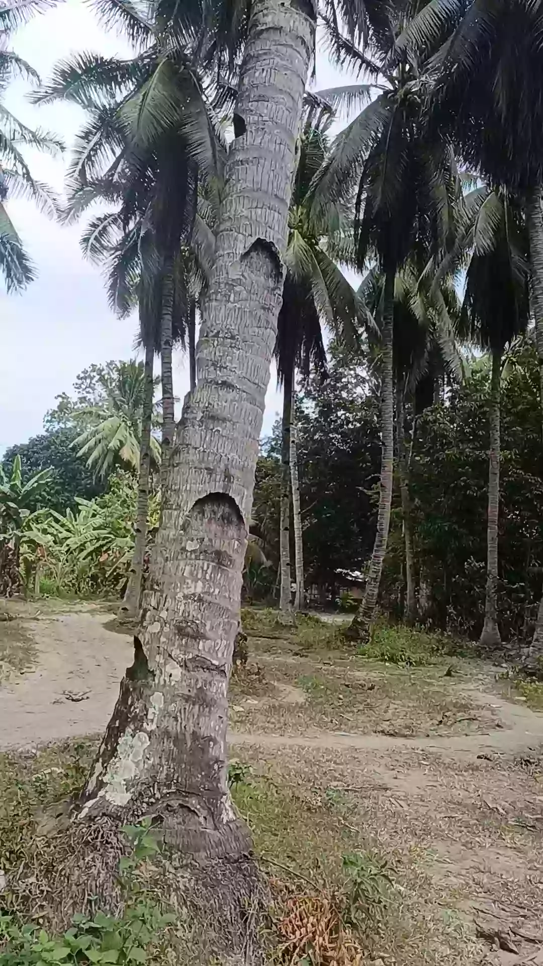 For Sale Commercial Lot in Matiao, Mati City — 7,329 sqm — Commercial Lot in Matiao, Mati, Davao Oriental — Photo 6