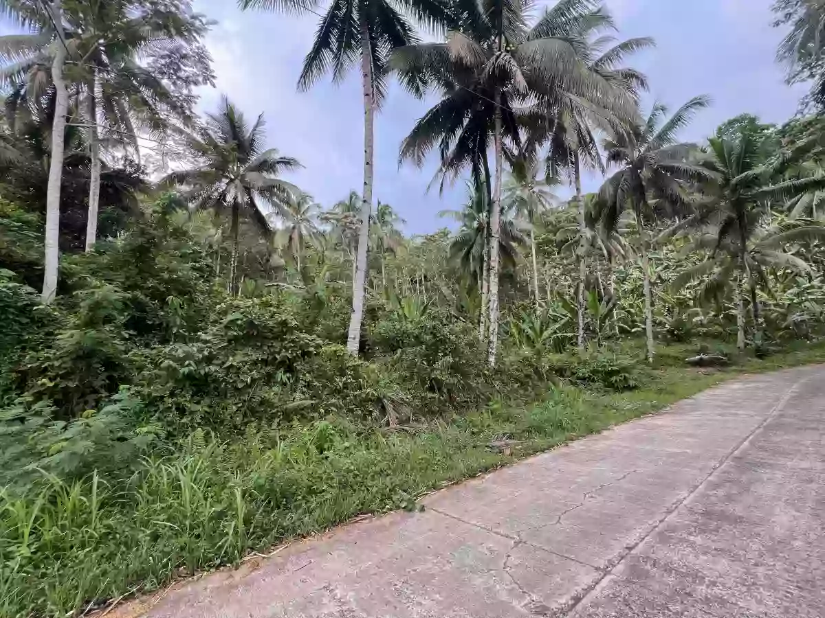 Agricultural Lot for Sale in Bangayan, Kitcharao — Investor Pick — Agricultural Lot in Kitcharao, Agusan del Norte, 8609 — Photo 4