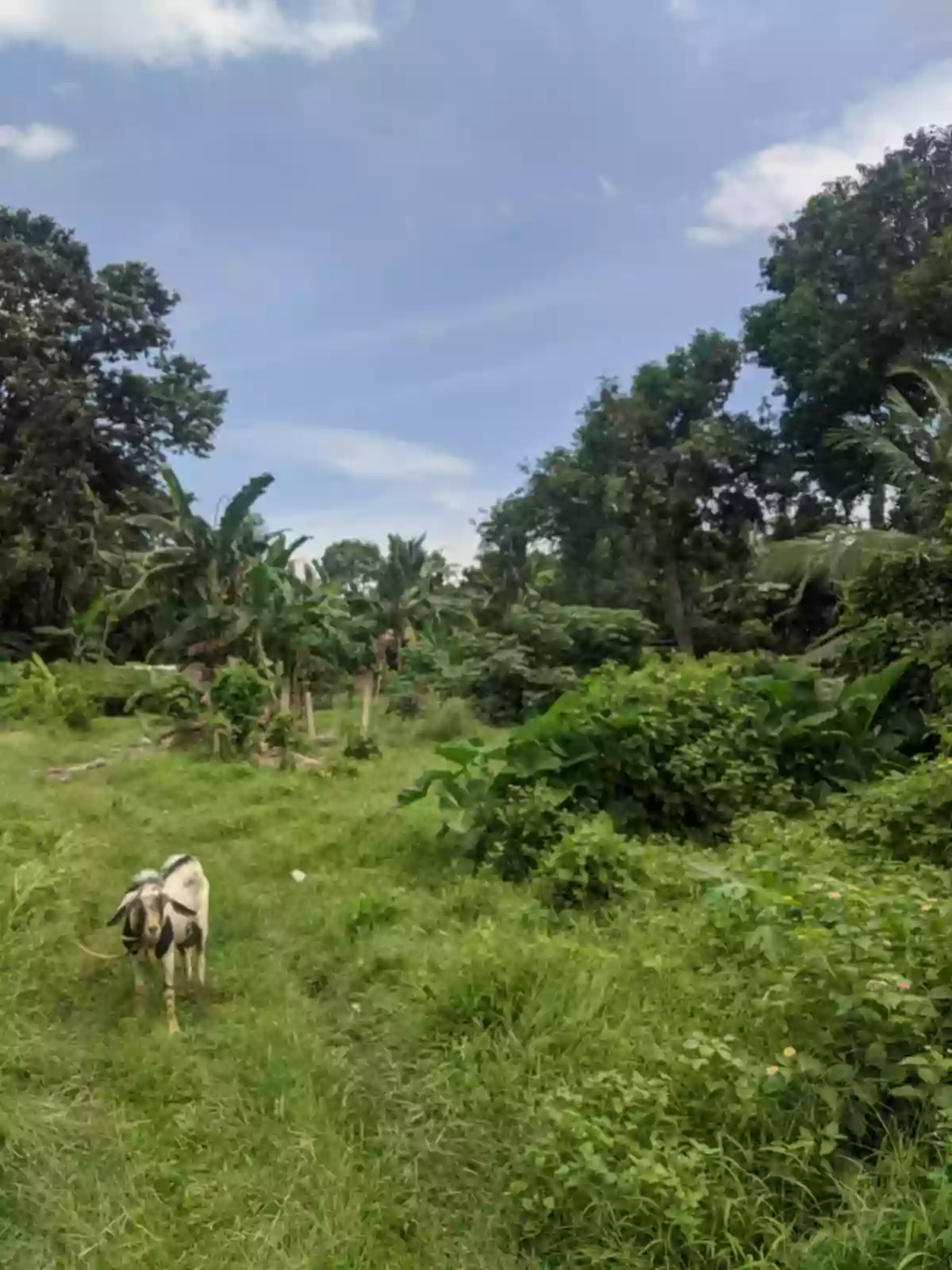 LOT FOR SALE In AMLAN, NEGROS ORIENTAL — Agricultural Lot in Amlan, Negros Oriental, 6203 — Photo 5