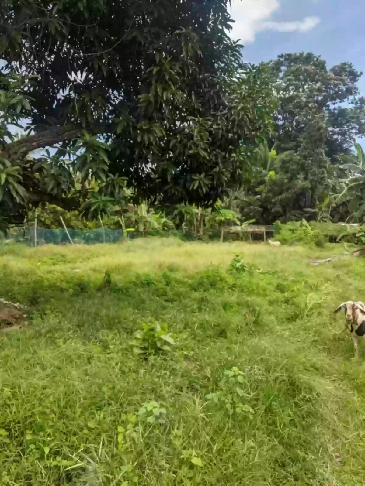 LOT FOR SALE In AMLAN, NEGROS ORIENTAL — Agricultural Lot in Amlan, Negros Oriental, 6203 — Photo 4