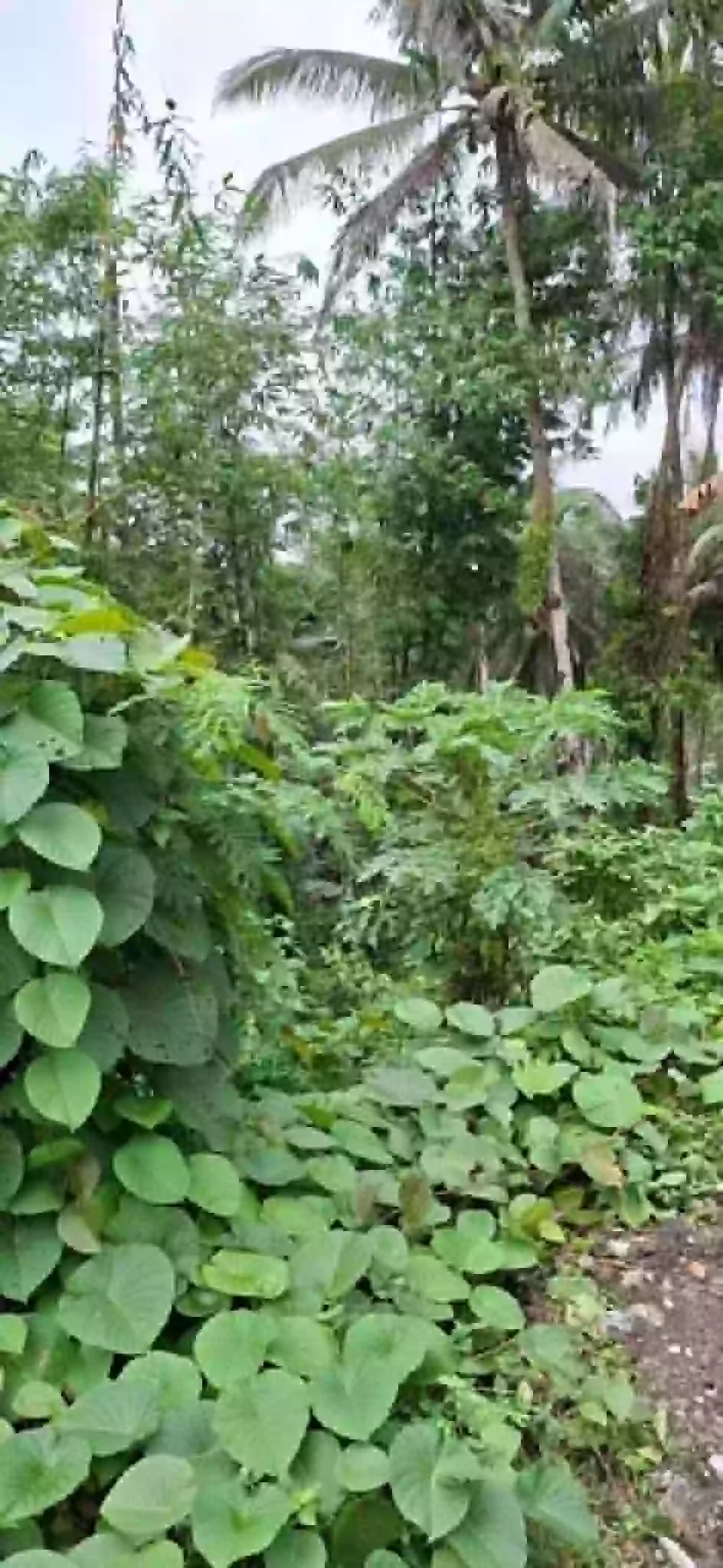For SALE Agricultural Lot Near Pianing Elementary School, Butuan City — 16914 sqm — Agricultural Lot in Pianing, Butuan City, Agusan del Norte — Photo 5