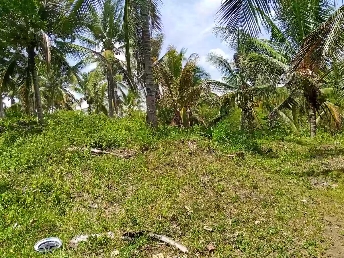 Farm lot for sale — Agricultural Lot in Alabel, Pag-Asa, Alabel — Photo 3