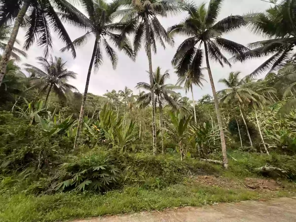 Agricultural Lot for Sale in Bangayan, Kitcharao — Investor Pick — Agricultural Lot in Kitcharao, Agusan del Norte, 8609 — Photo 2