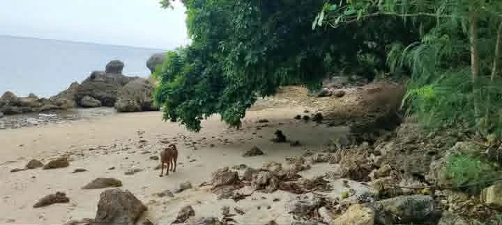🌴 Prime 6,000 SQM Beach Lot for Sale Near Manami Resort & Pardis Resort | Sipalay City | Along Cemented Road — Beach Lot in Sipalay, Negros Occidental, 6113 — Photo 3