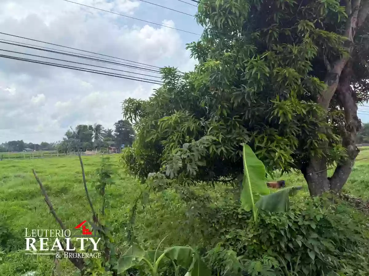 LOT for SALE 2,000 SQM along National Road boundary of Pili & Ocampo — Residential Lot in Pili, Camarines Sur, 4418 — Photo 4