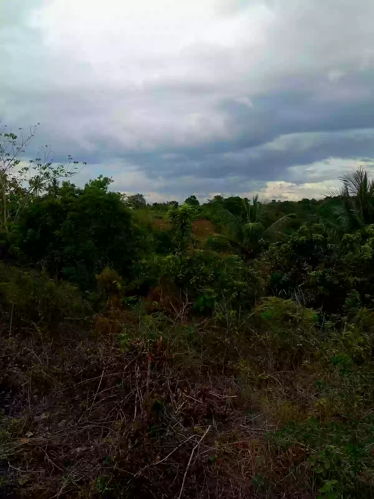 16730 sqm Agricultural Lot for Sale Near Divine Mercy Shrine, El Salvador — Agricultural Lot in El Salvador, Misamis Oriental, 9017 — Photo 4