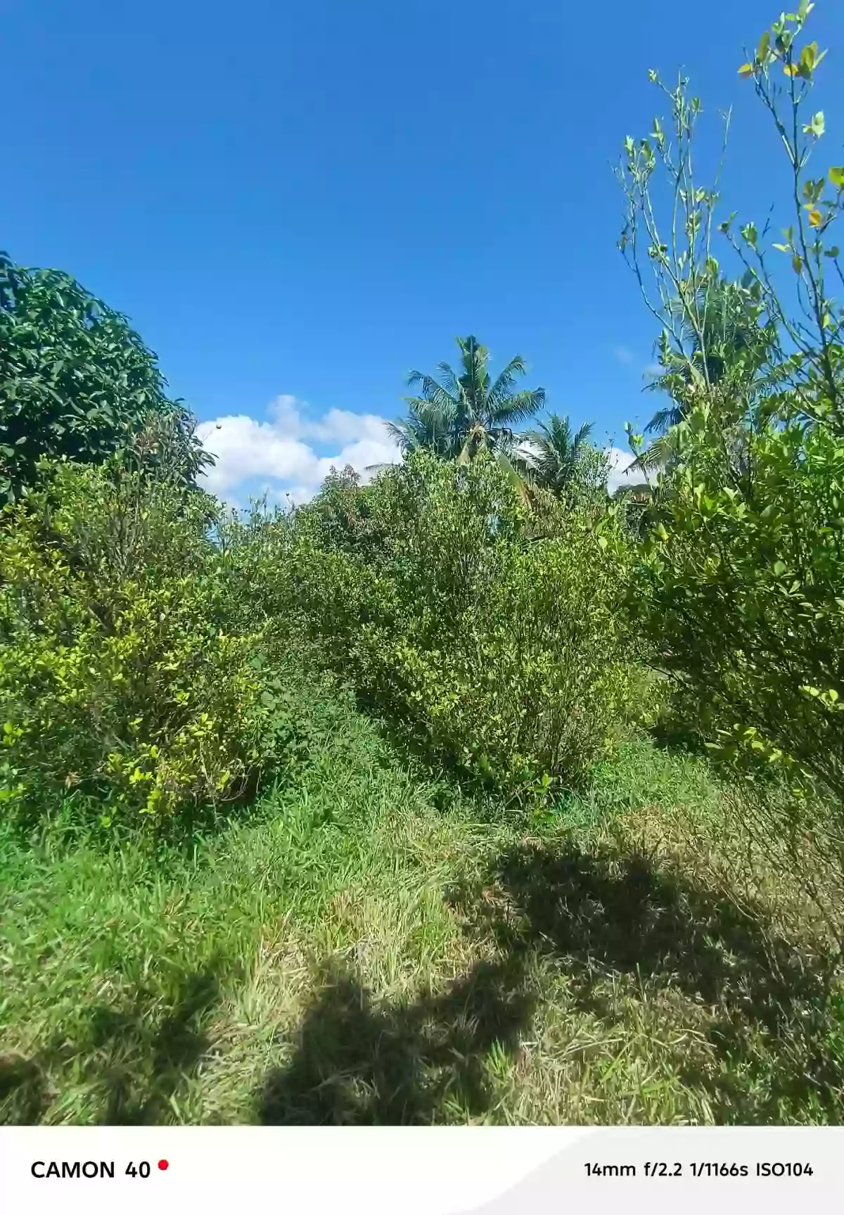 For Sale: Residential Lot in Camanjac, Dumaguete City — 1534 sqm — Residential Lot in Dumaguete City, Negros Oriental, 6200 — Photo 5