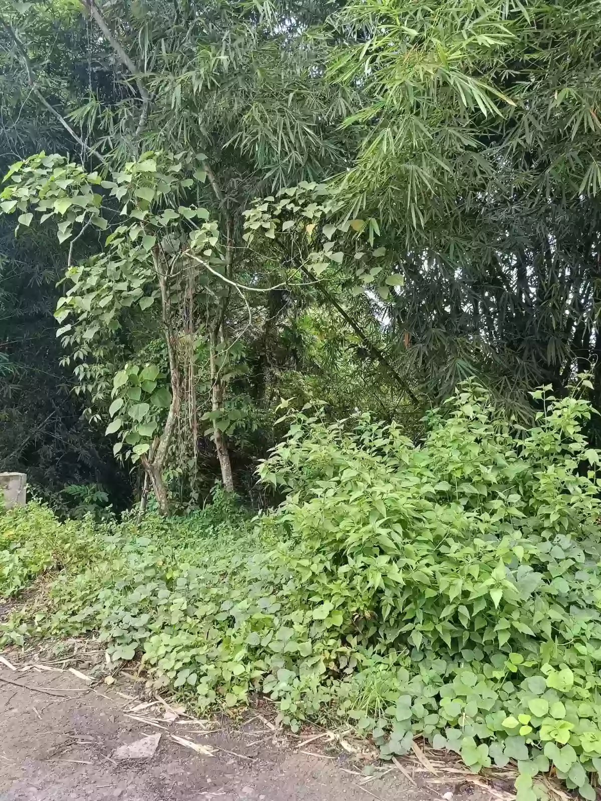 Lot For Sale - 15,399 SQM Investment Property Beside Apo Highlands Subdivision | Catalunan Grande, Davao City — Agricultural Lot in Catalunan Grande, Davao City, Davao del Sur — Photo 4