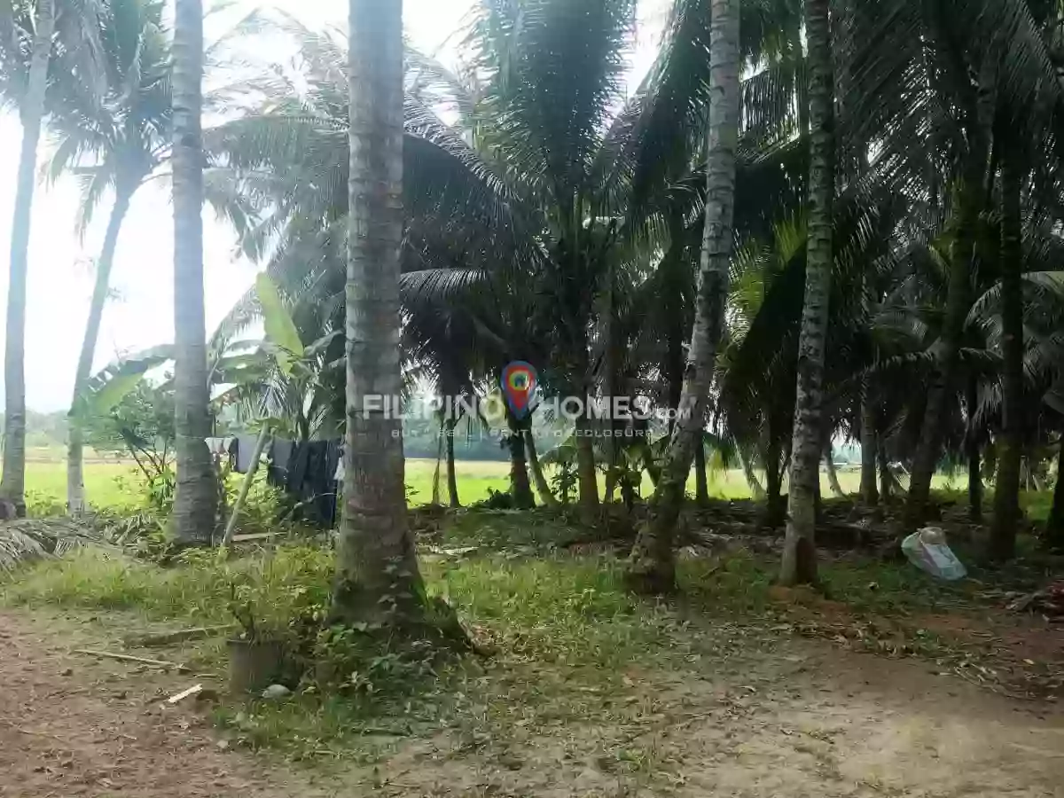 For Sale: Agricultural Lot in Sinawingan, Libungan — 15460 sqm — Agricultural Lot in Libungan, Cotabato, 9411 — Photo 2