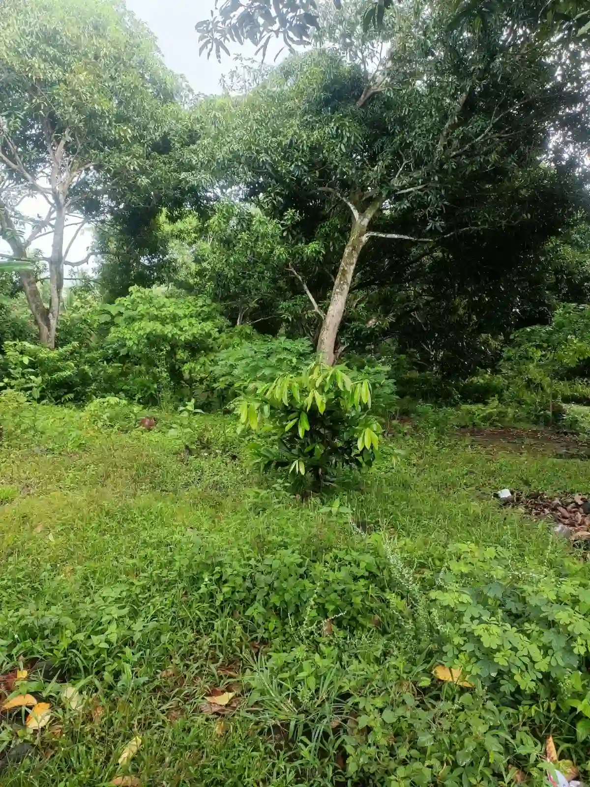 For Sale: Residential Lot in Balayagmanok, Bacung — 10957 sqm — Residential Lot in Bacung, Negros Oriental, 6216 — Photo 4