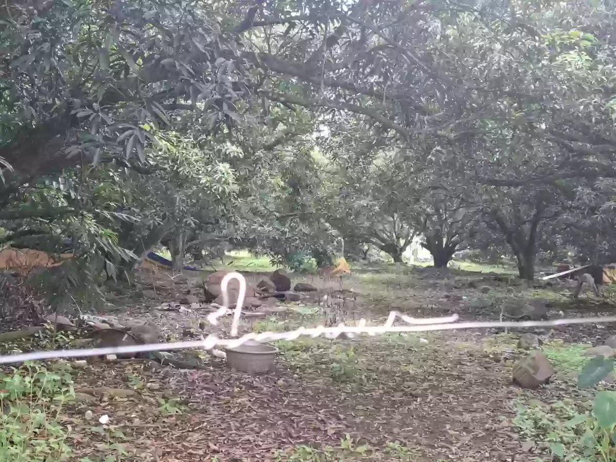🌳 FOR SALE: 2,166 SQM Fruit-Bearing Lot along the Concrete Road in Indahag, CDO. FRE002 — Residential Lot in Cagayan de Oro City, Misamis Oriental, 9000 — Photo 6