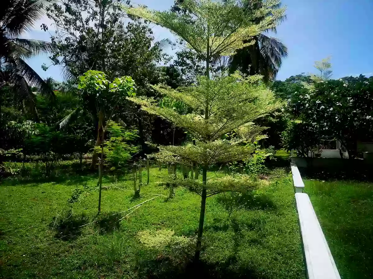 16730 sqm Agricultural Lot for Sale Near Divine Mercy Shrine, El Salvador — Agricultural Lot in El Salvador, Misamis Oriental, 9017 — Photo 5
