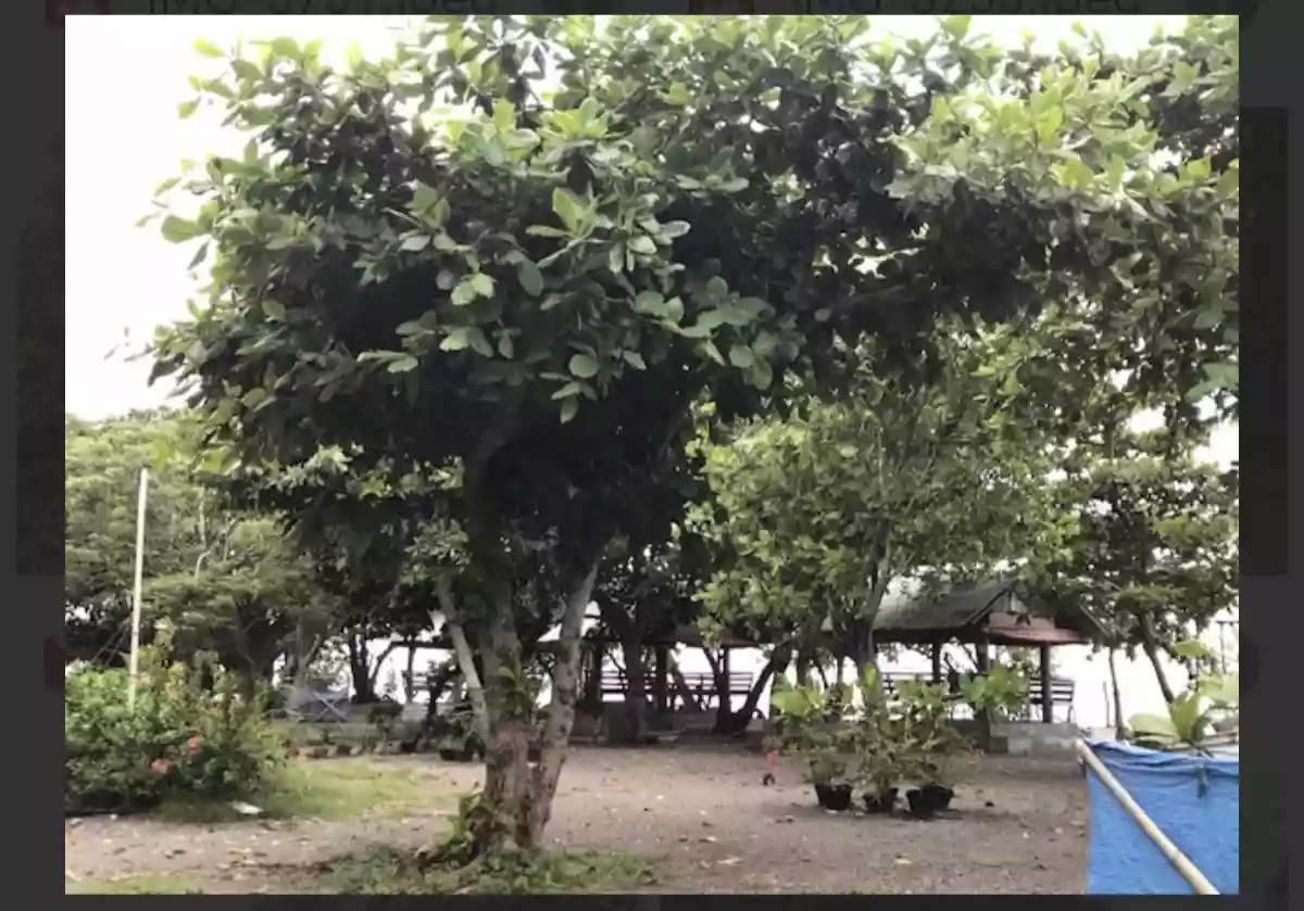 Beach lot Property — Beach Lot in Kamanga, Maasim, Sarangani — Photo 4