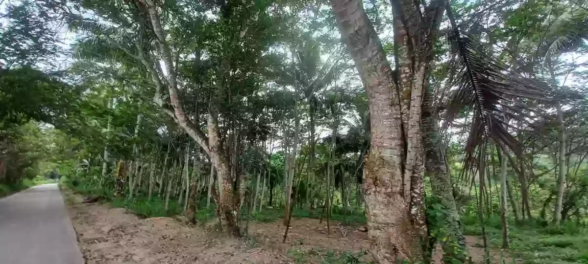 For Sale: 30000 sqm Agricultural Lot in Sinawal, General Santos City with Falcata Trees