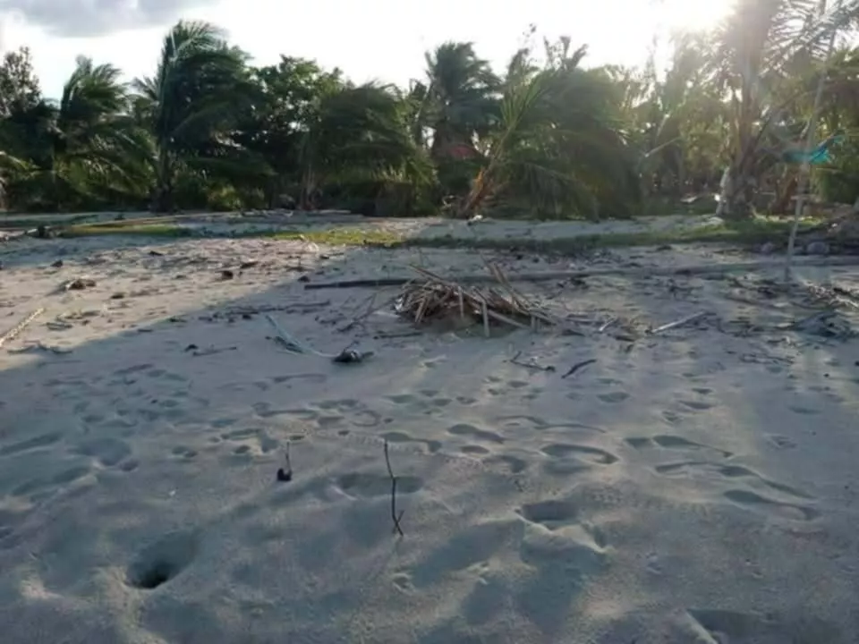 For Sale: Beach Lot in Rizal, Roxas Palawan — 3500 sqm — Beach Lot in Roxas, Palawan, 5308 — Photo 4
