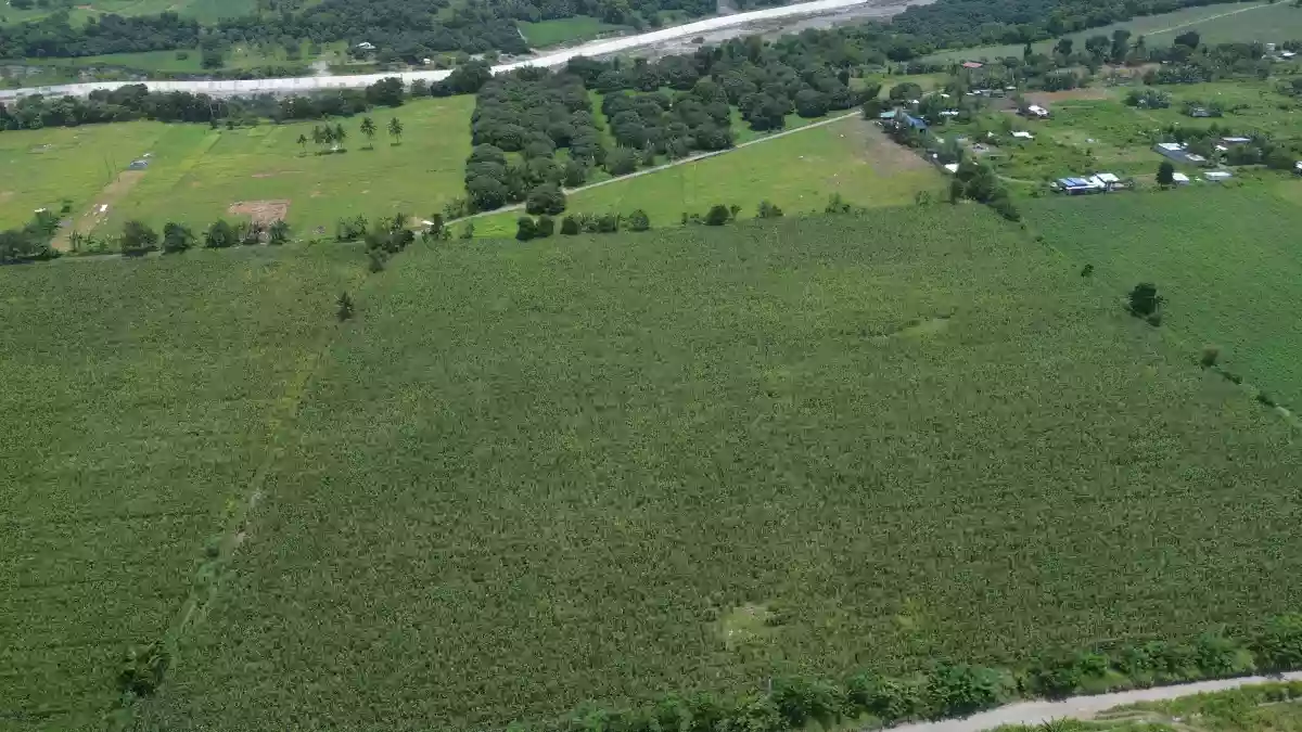For Sale: Agricultural Lot in Cannery Site, Polomolok — 40000 sqm — Agricultural Lot in Polomolok, South Cotabato, 9504 — Photo 5