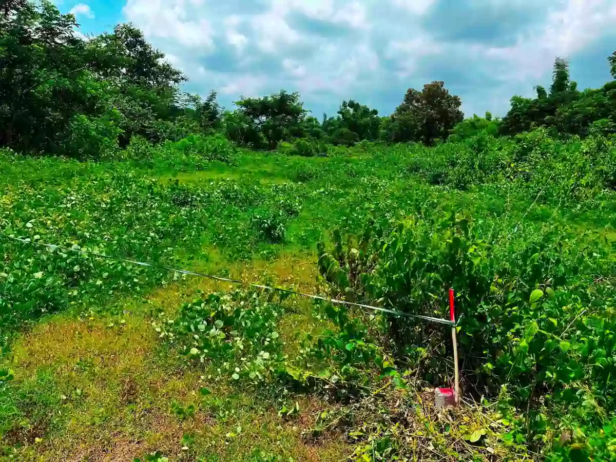 For Sale: 300 sqm Lot in Banaba Lejos, Indang — Agricultural Lot in Indang, Cavite, 4122 — Photo 4