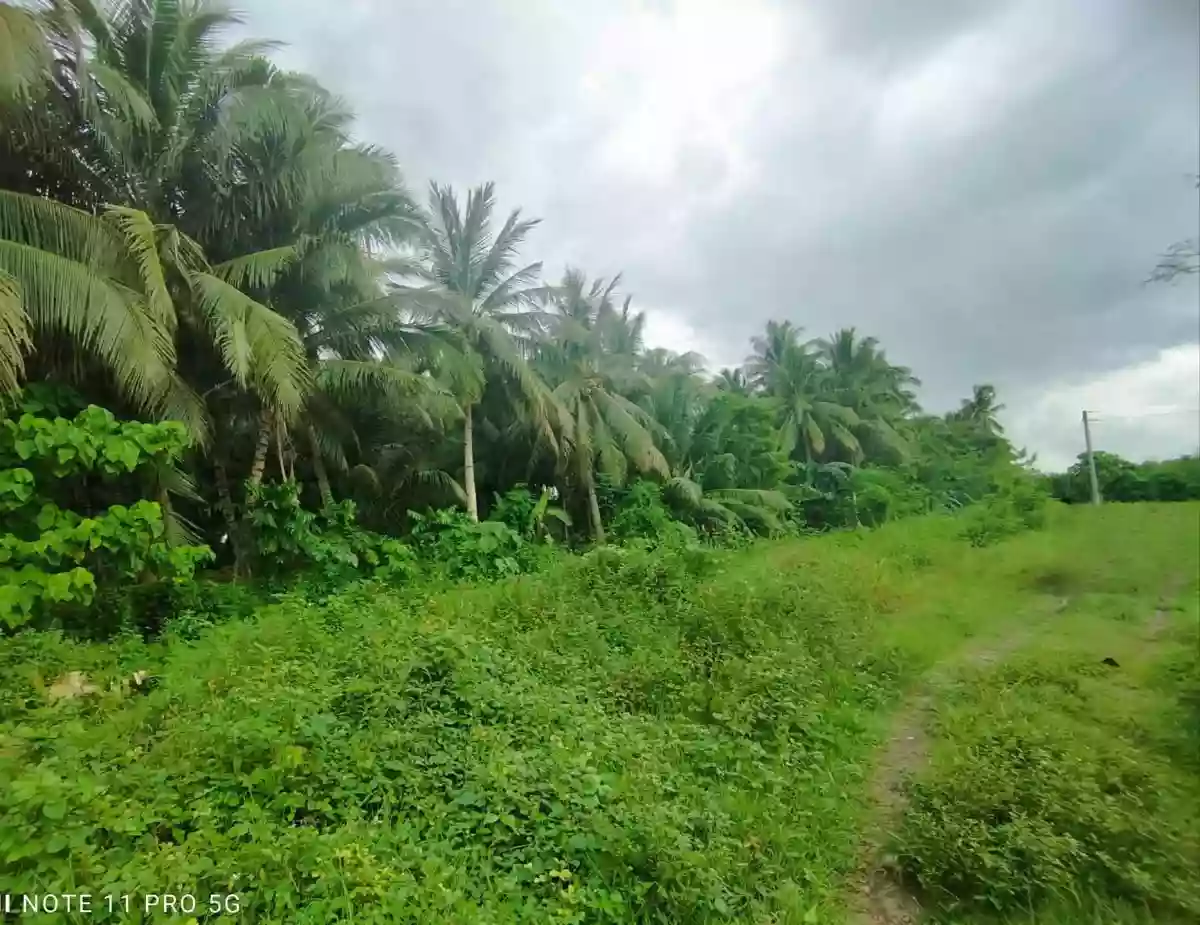 Lot For Sale at Barangay Ligaya