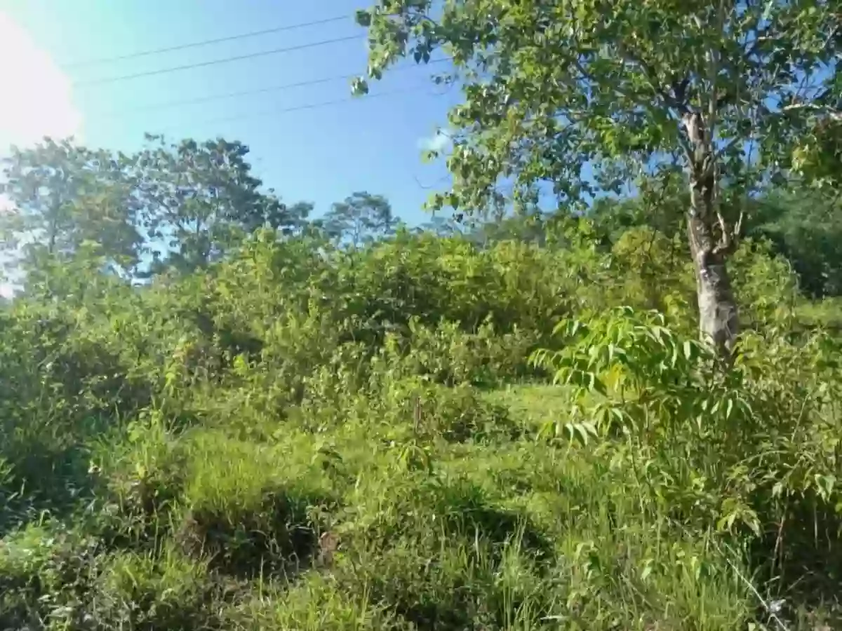 For Sale: Agricultural Lot in Casisang, Malaybalay — 1099 sqm — Agricultural Lot in Malaybalay, Bukidnon, 8700 — Photo 3