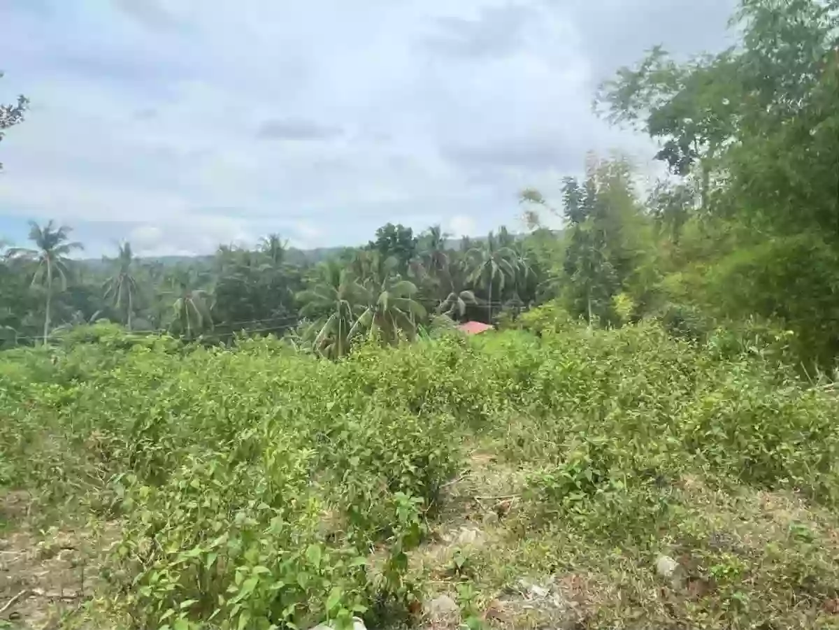 For Sale Agricultural Lot in Panubtuban, Dauin — 1780 sqm — Agricultural Lot in Panubtuban, Dauin, Negros Oriental — Photo 6