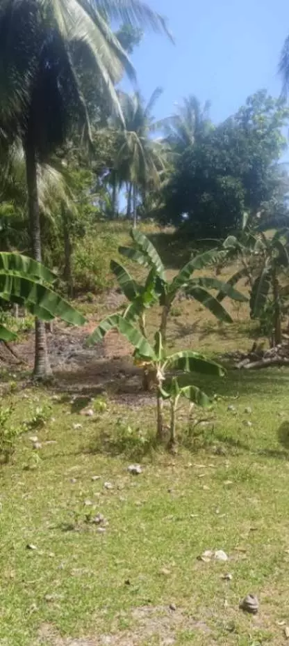 LOT FOR SALE IN TANDAYAG, AMLAN, NEGROS ORIENTAL - photo 3