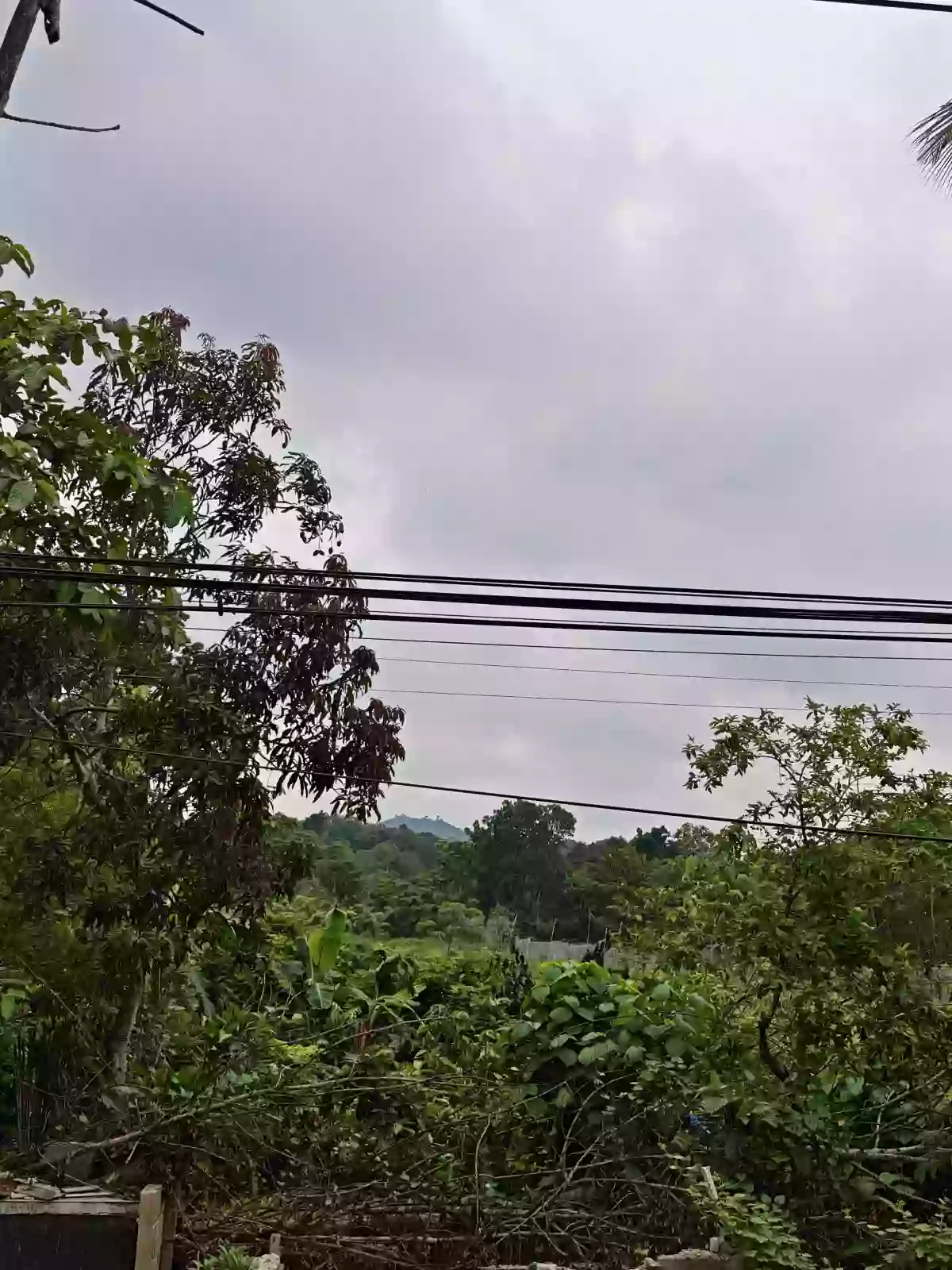 Agricultural Lot for Sale in Santa Lourdes, Puerto Princesa City — Investor Land — Agricultural Lot in Santa Lourdes, Puerto Princesa City, Palawan — Photo 6