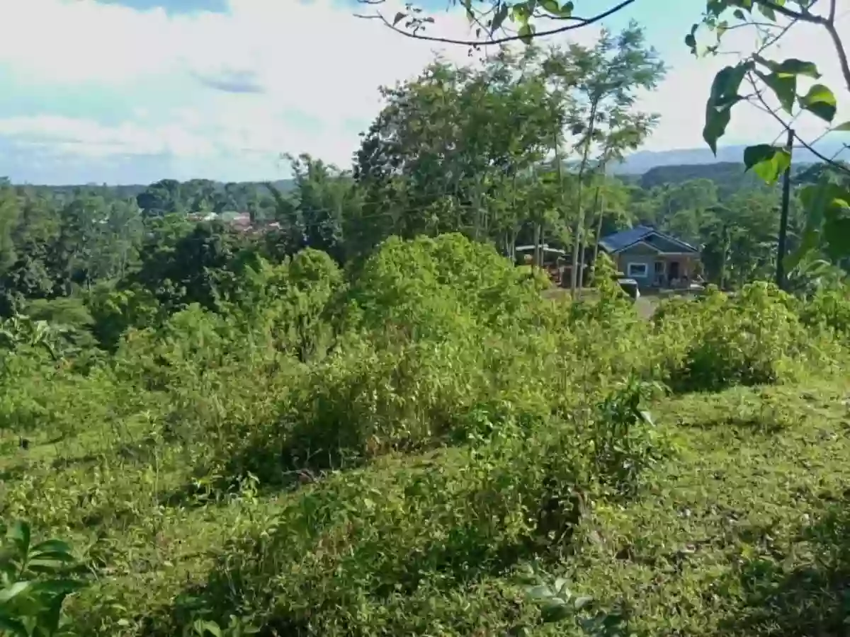 For Sale: Agricultural Lot in Casisang, Malaybalay — 1099 sqm — Agricultural Lot in Malaybalay, Bukidnon, 8700 — Photo 5