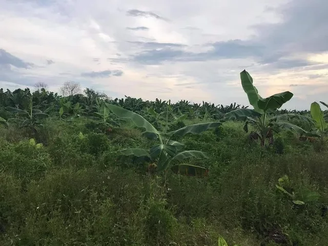 For Sale: Residential Lot in Osmeña, Compostela — 5001 sqm — Residential Lot in Osmeña, Compostela, Compostela Valley — Photo 4