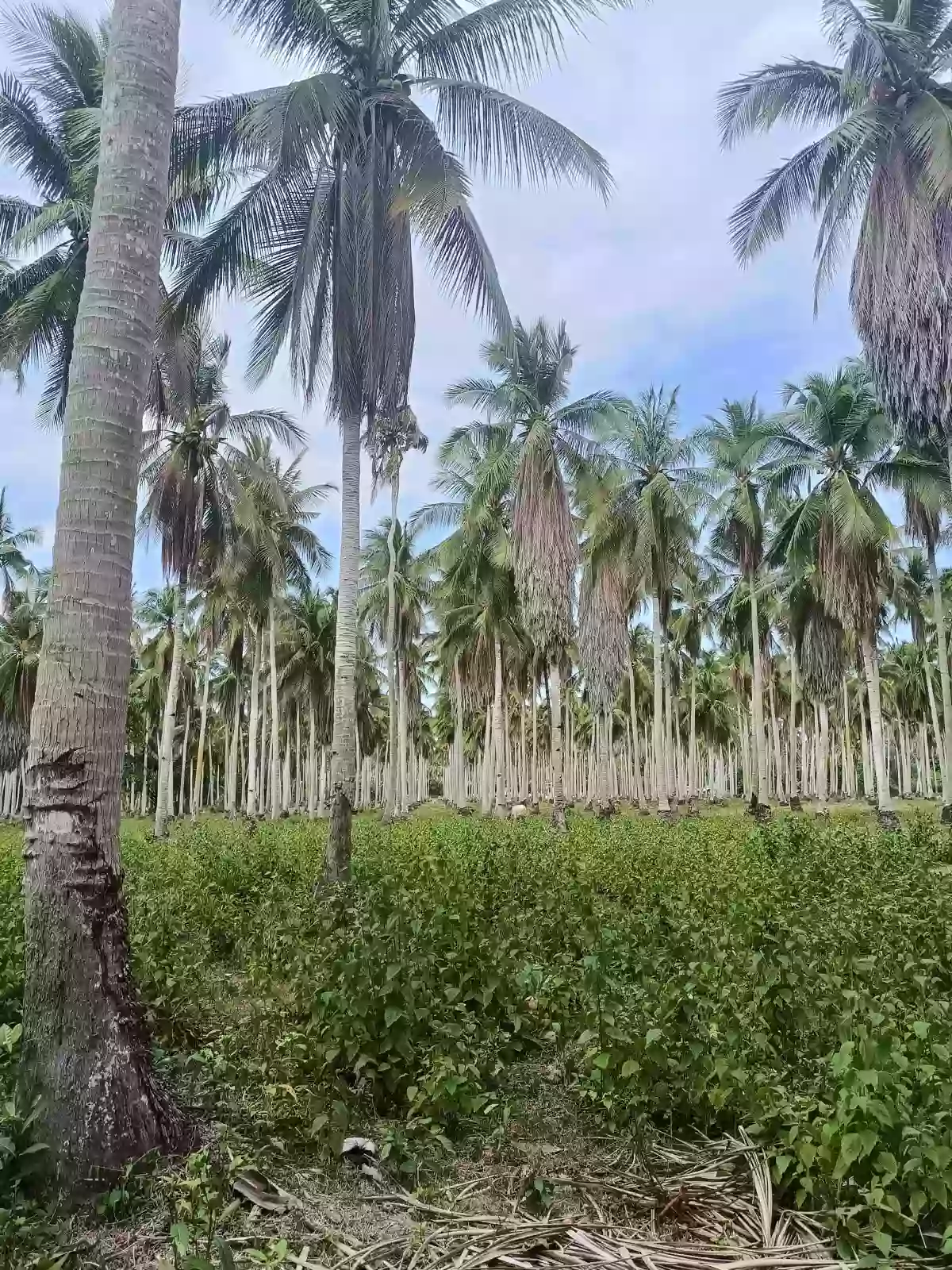 For Sale: Agricultural Lot in Bobon, Mati — 54,432 sqm — Agricultural Lot in Bobon, Mati, Davao Oriental — Photo 4