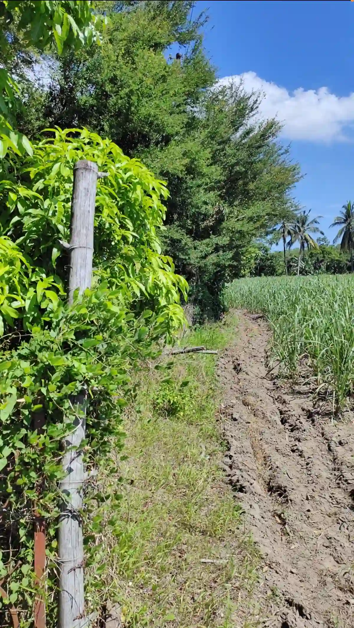 For Sale: Agricultural Lot in Eustaquio Lopez, Silay City — 34240 sqm — Agricultural Lot in Eustaquio Lopez, Silay City, Negros Occidental — Photo 2