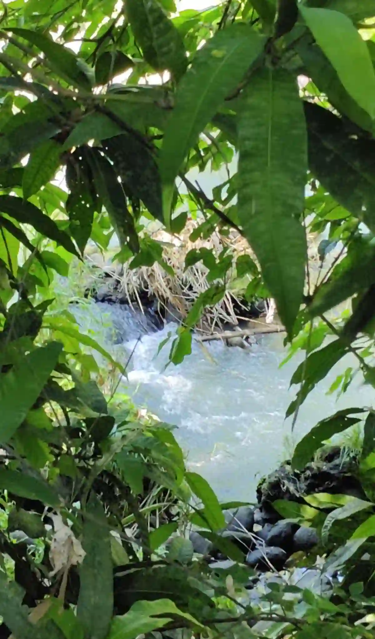 Open photo 9 of 13 — For Sale: Agricultural Lot in Eustaquio Lopez, Silay City — 34240 sqm