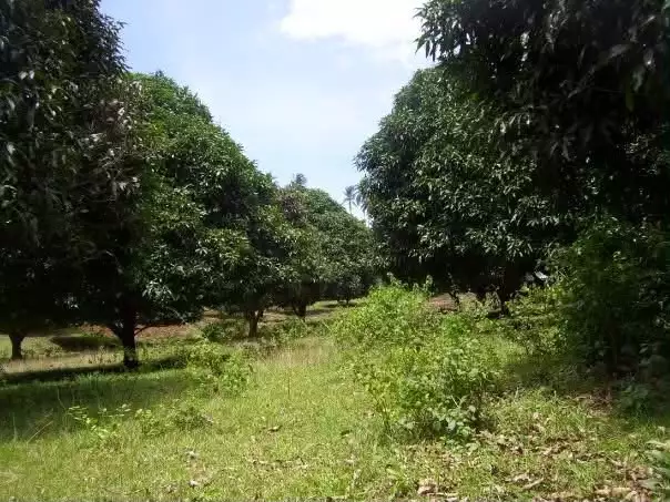 For Sale: 400 sqm Agricultural Lot in Balinguan, Misamis Oriental — Agricultural Lot in Balinguan, Misamis Oriental, 9011 — Photo 3