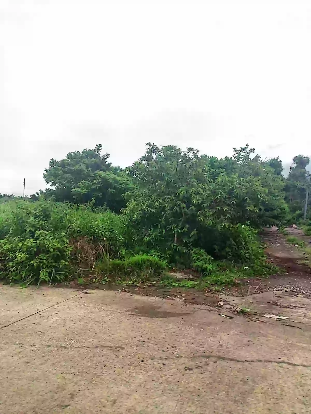 For Sale: Residential Lot in Pacol, Naga City — 103 sqm Corner — Residential Lot in Pacol, Naga City, Camarines Sur — Photo 5