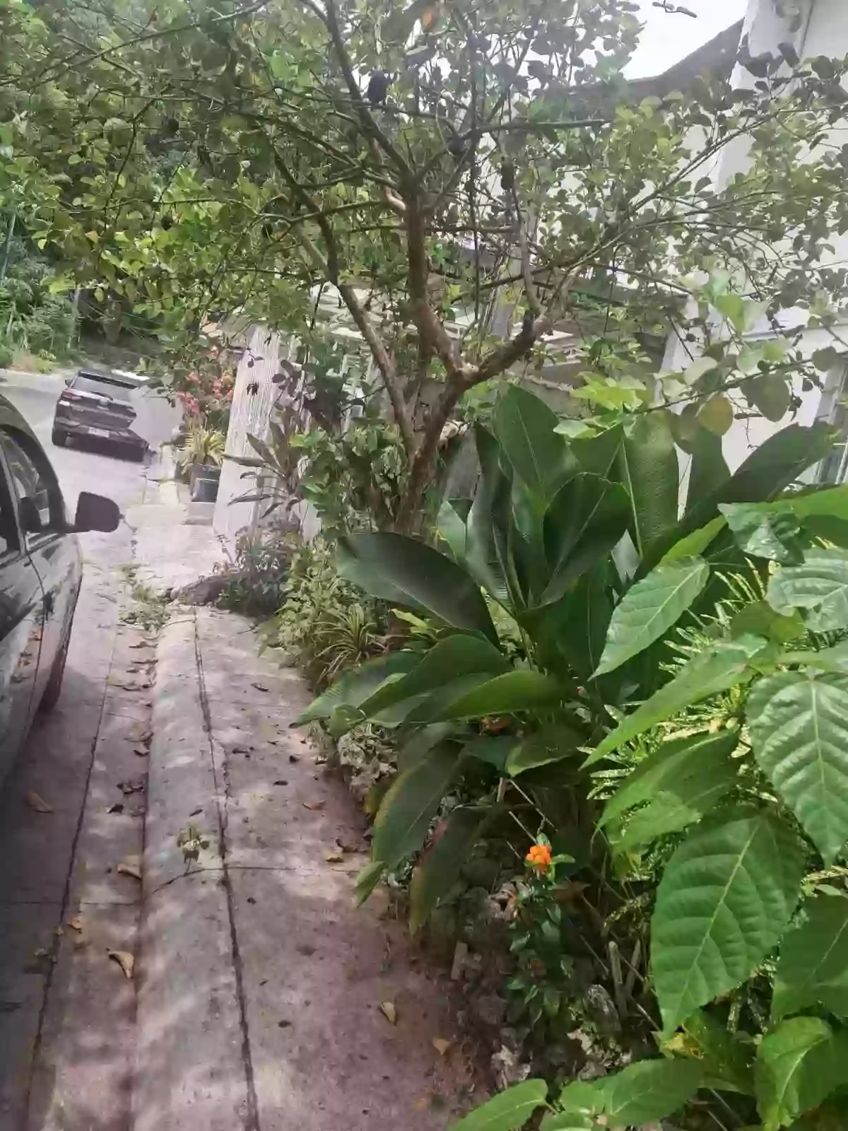 For Sale: 2BR Townhouse in Canito-an, Cagayan de Oro City — 80 sqm Lot — Townhouse in Forest View, Canito-an, Cagayan de Oro City — Photo 4